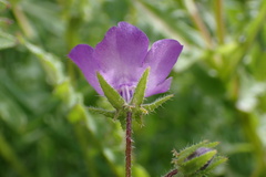 Pholistoma auritum auritum