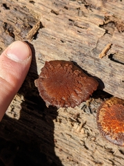 Flammulaster erinaceellus