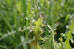 Pholistoma auritum auritum