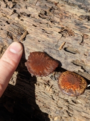 Flammulaster erinaceellus