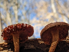 Flammulaster erinaceellus