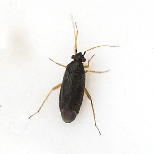 Plagiognathus tumidifrons