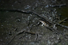Lithobates brownorum
