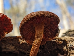 Flammulaster erinaceellus