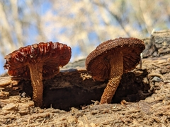 Flammulaster erinaceellus