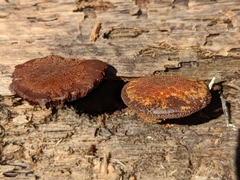 Flammulaster erinaceellus