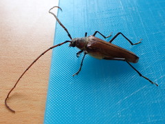 Ochrocydus huttoni