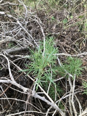 Artemisia palmeri