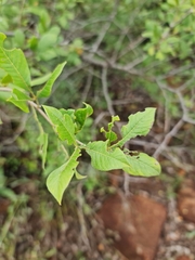 Searsia pyroides