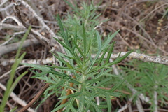 Artemisia palmeri
