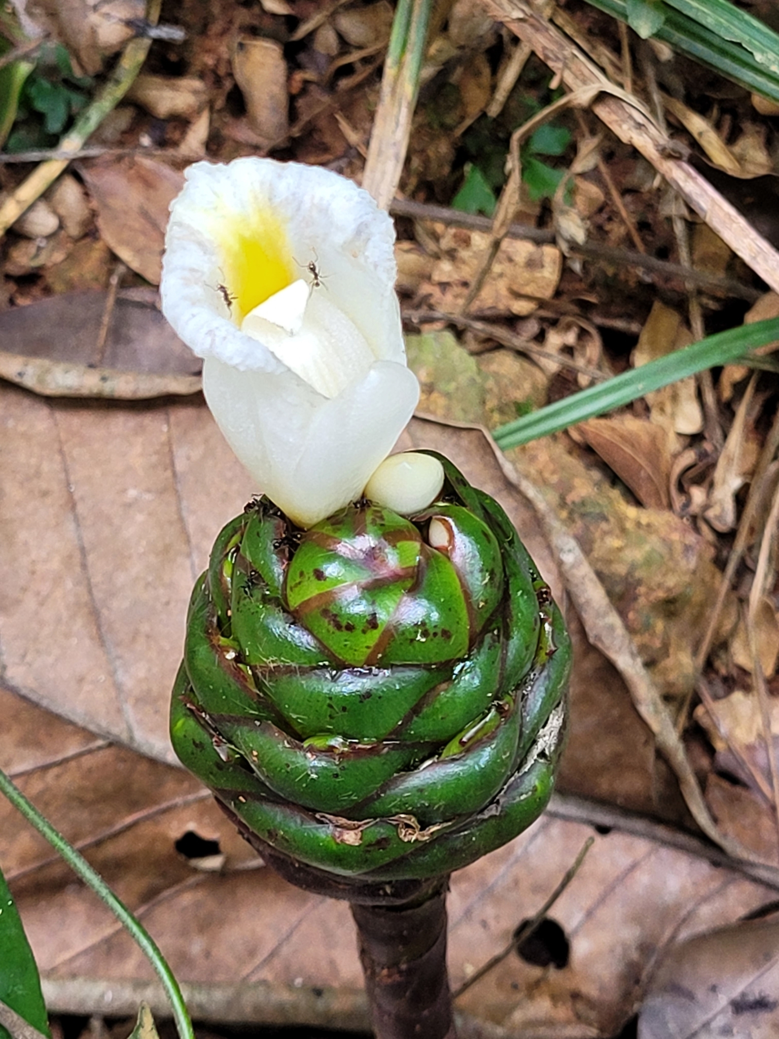 Costus dubius