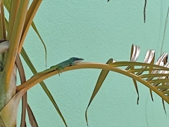 Anolis allisoni