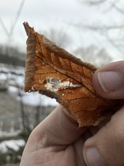 Stilbosis ostryaeella