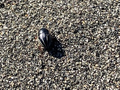 Tenebrionoidea