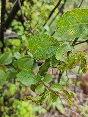 Grewia occidentalis