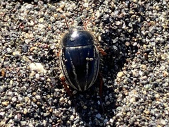 Tenebrionoidea