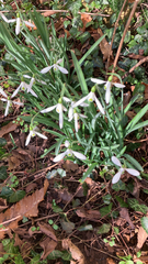 Galanthus nivalis