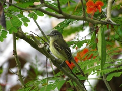 Tolmomyias sulphurescens