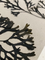 Fucus ceranoides