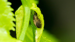 Lignyodes enucleator
