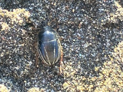 Tenebrionoidea