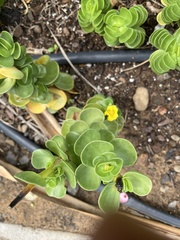 Portulaca molokiniensis