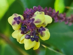 Berberis bealei