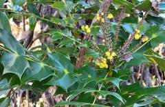 Berberis bealei