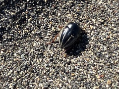 Tenebrionoidea