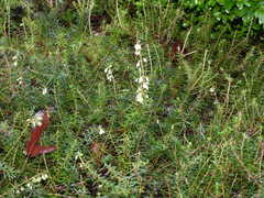 Calluna vulgaris