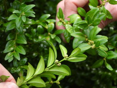 Buxus sempervirens