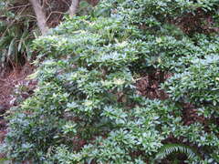Arbutus menziesii