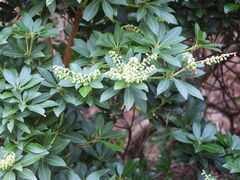 Arbutus menziesii