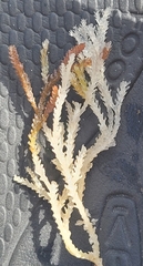 Acanthophora spicifera