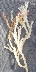 Acanthophora spicifera