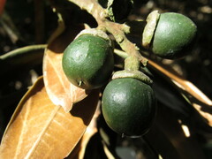 Ocotea caesariata