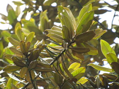 Ocotea caesariata