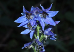 Delphinium dubium