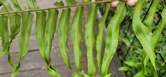 Nephrolepis biserrata