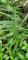 Nephrolepis biserrata