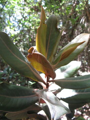 Ocotea caesariata
