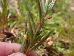 Camissonia strigulosa