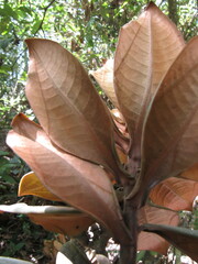 Ocotea caesariata