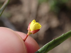 Camissonia strigulosa