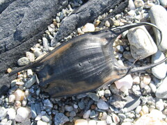 Leucoraja erinaceus