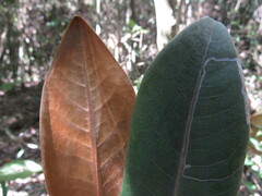 Ocotea caesariata