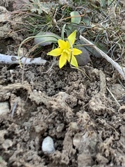 Gagea chlorantha