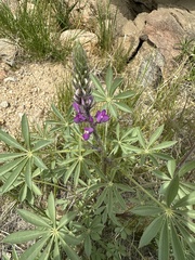 Lupinus arizonicus