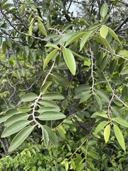 Diospyros sandwicensis