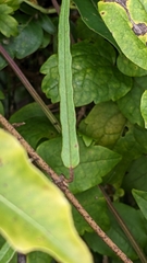 Parsonsia